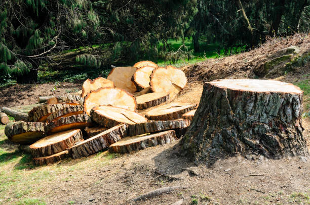 Best Tree Mulching  in Fort Drum, NY